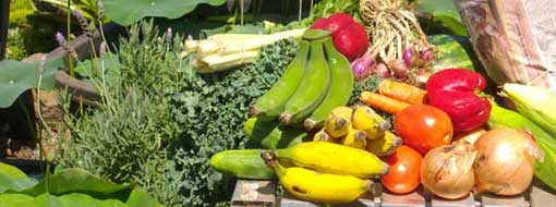 Maui Nui Farm Gallery