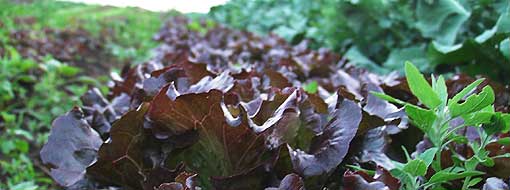 Maui Nui Farm Gallery