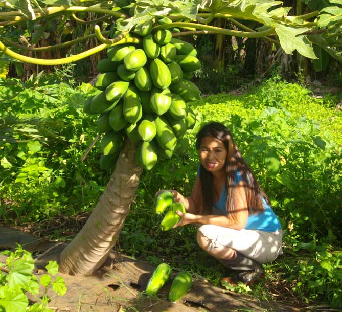 Nui with papaya tree at Maui Nui Farm